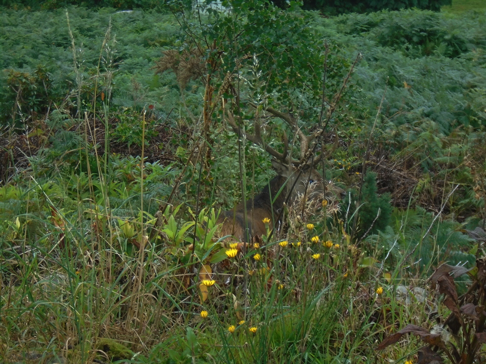 DSC00909