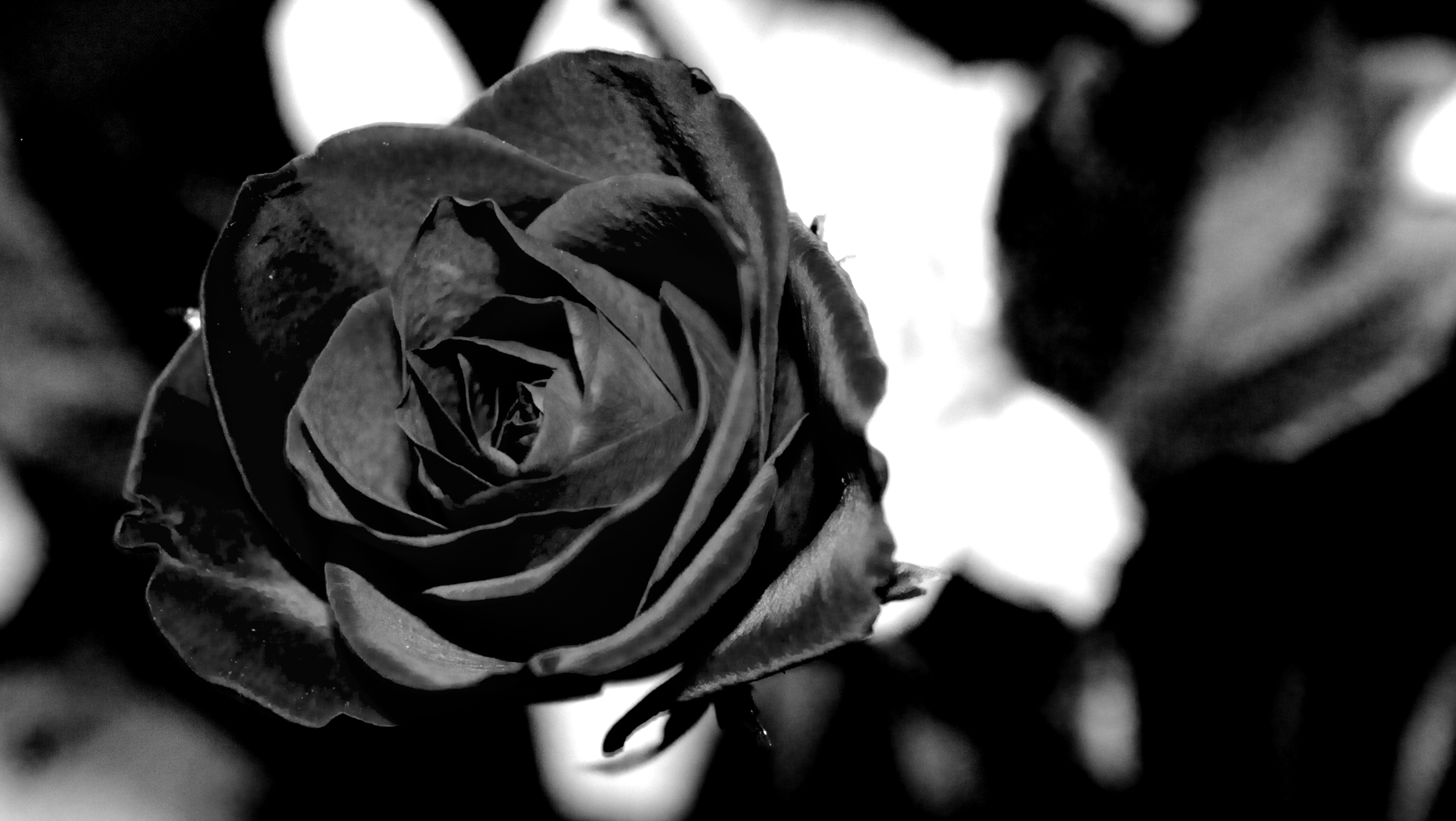 Rosa Nera: Significati E Curiosità - Ma Guarda Che Mondo 1949_x_3455_jpg