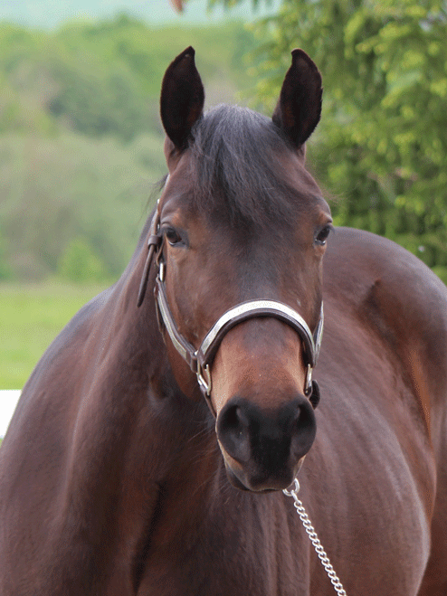 Forms of child sexual abuse include engaging in sexual activities with a child (whether by asking or pressuring, or by other means), indecent exposure (of the genitals, female nipples, etc.), child grooming, and child sexual exploitation. Handsome Ranch Quarter Horses Zucht & Verkauf von