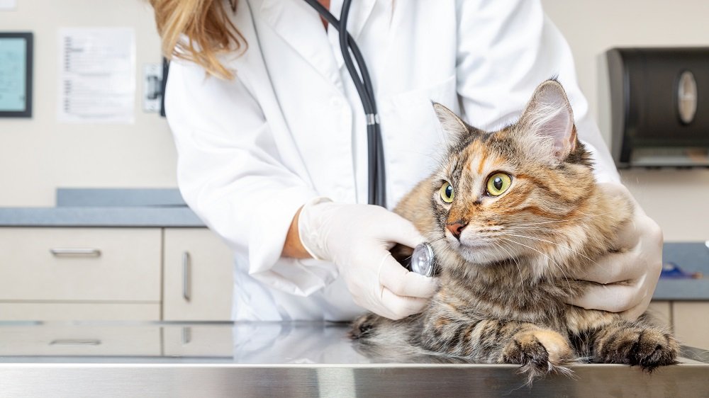 Vielleicht bist du besorgt und fragst dich, was wohl plötzlich der auslöser dieser symptomatik sein . Katze pinkelt ins Bett: Ursachen und wie Sie ihr das