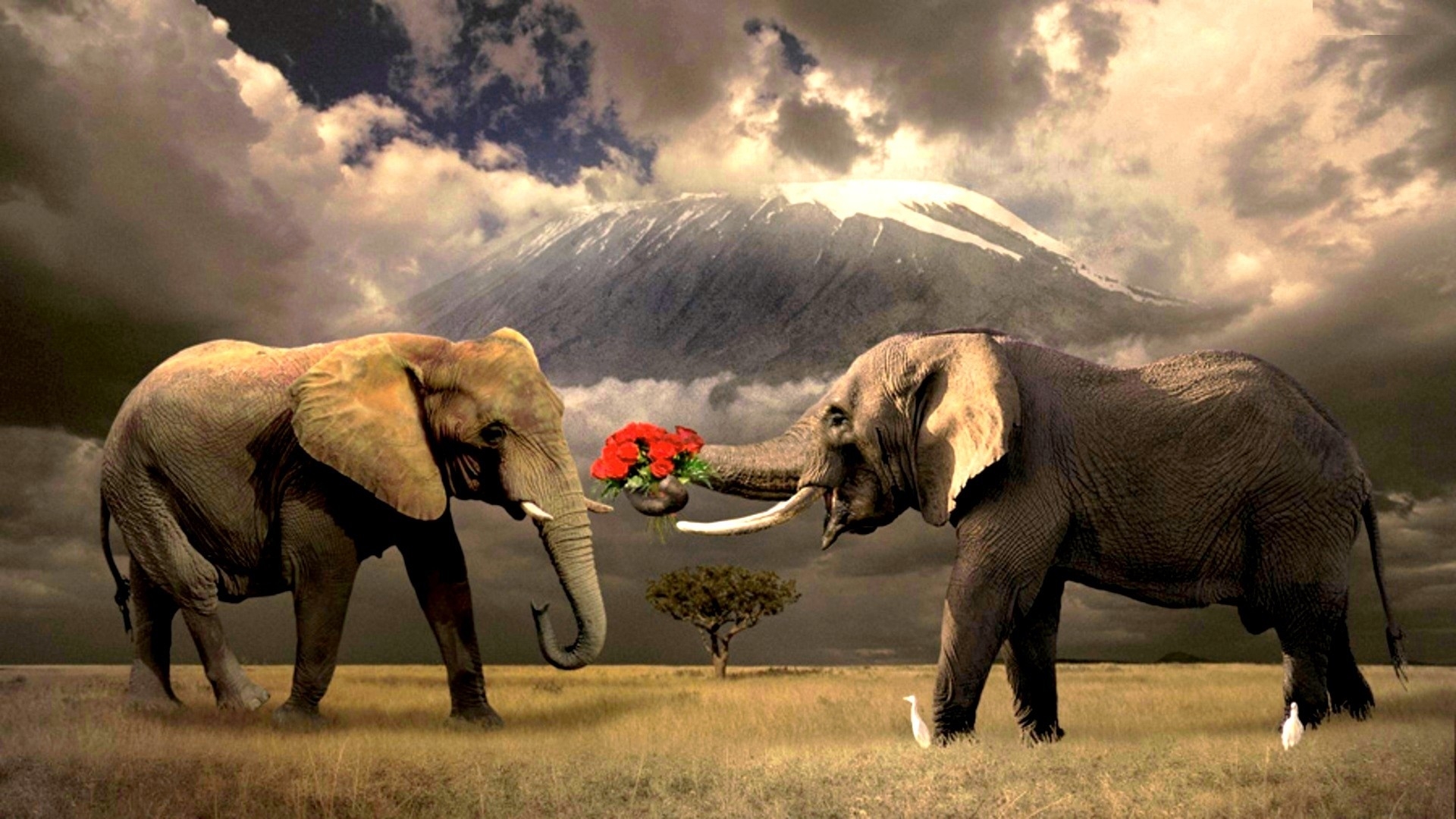 Elephant elves emoji emoticon ender engine english enterprise epic episodes equations erase eraser español Elephant Background