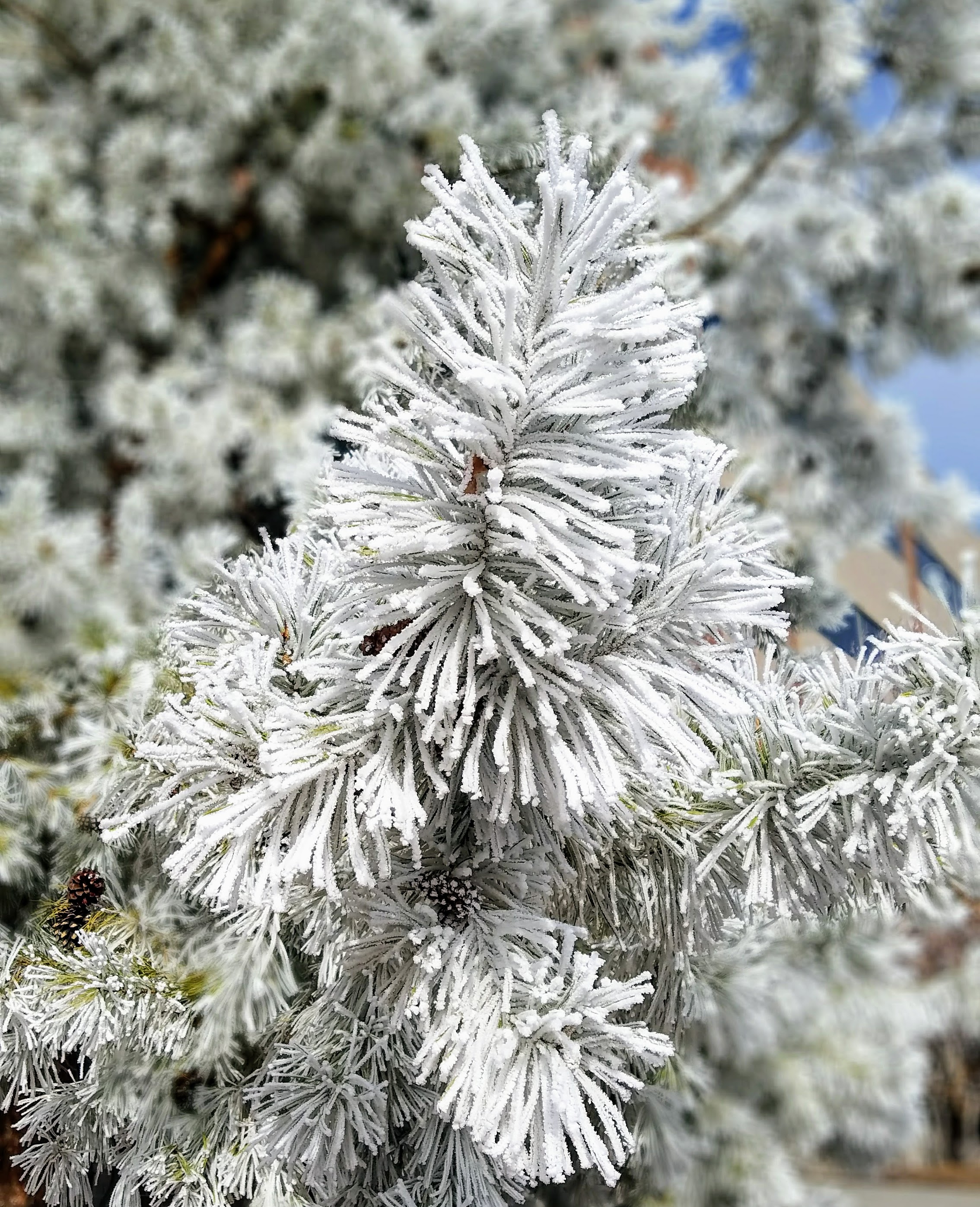 Frosted Tree Heaven's White Noise