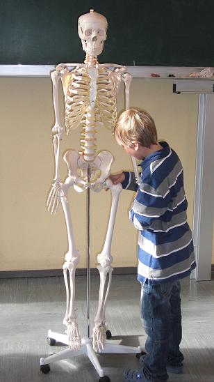 Ja oskar und ich haben ein bisschen mit dem gehirn rumgespielt, war ja auch lustig.man muss ja auch spaß haben im unterricht :d Skelett Fur Den Bio Unterricht Die Hechties E V