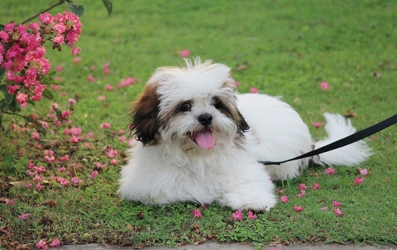Lhasa apsos are spirited and devoted little dogs that are&nbsp;. Lhasa Apso Breed Info Pictures Puppies Traits Facts Hepper