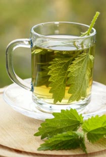 This tea can be as simple as taking fresh mint … Nettle Leaf Tea Recipe and Other Nettle Leaf Recipes