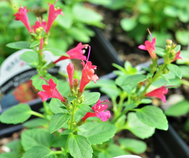 The two cellular structures found in animal cells but not in plant cells are the centrosome and the lysosome. Dwarf Hummingbird Mint Agastache Kudos Red from Hillcrest