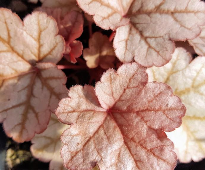 Our second 'container' heuchera at six inches in height is 'black knight'. Coral Bells Heuchera Heureka Purple Majesty from Hillcrest Nursery