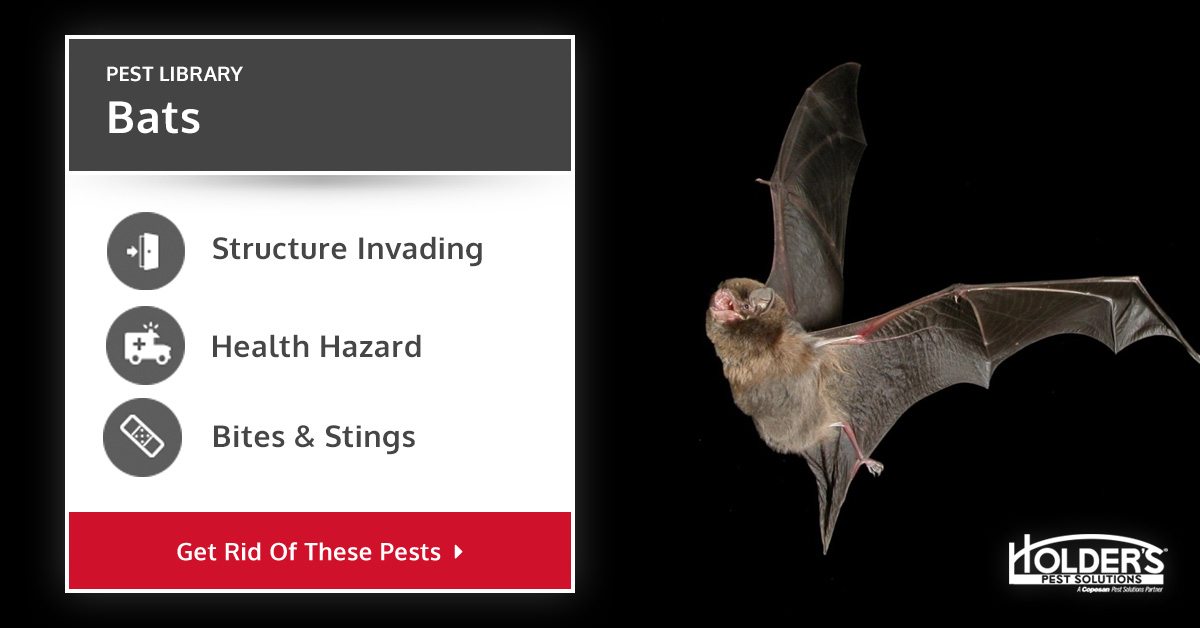 Back in the 1950s bed bugs (cimex lectularius) were eradicated from the united states, but due to the recent mixture of an increase in travel, lack of knowledge and. Bats - Types, Facts, and How to Identify | Bat Removal
