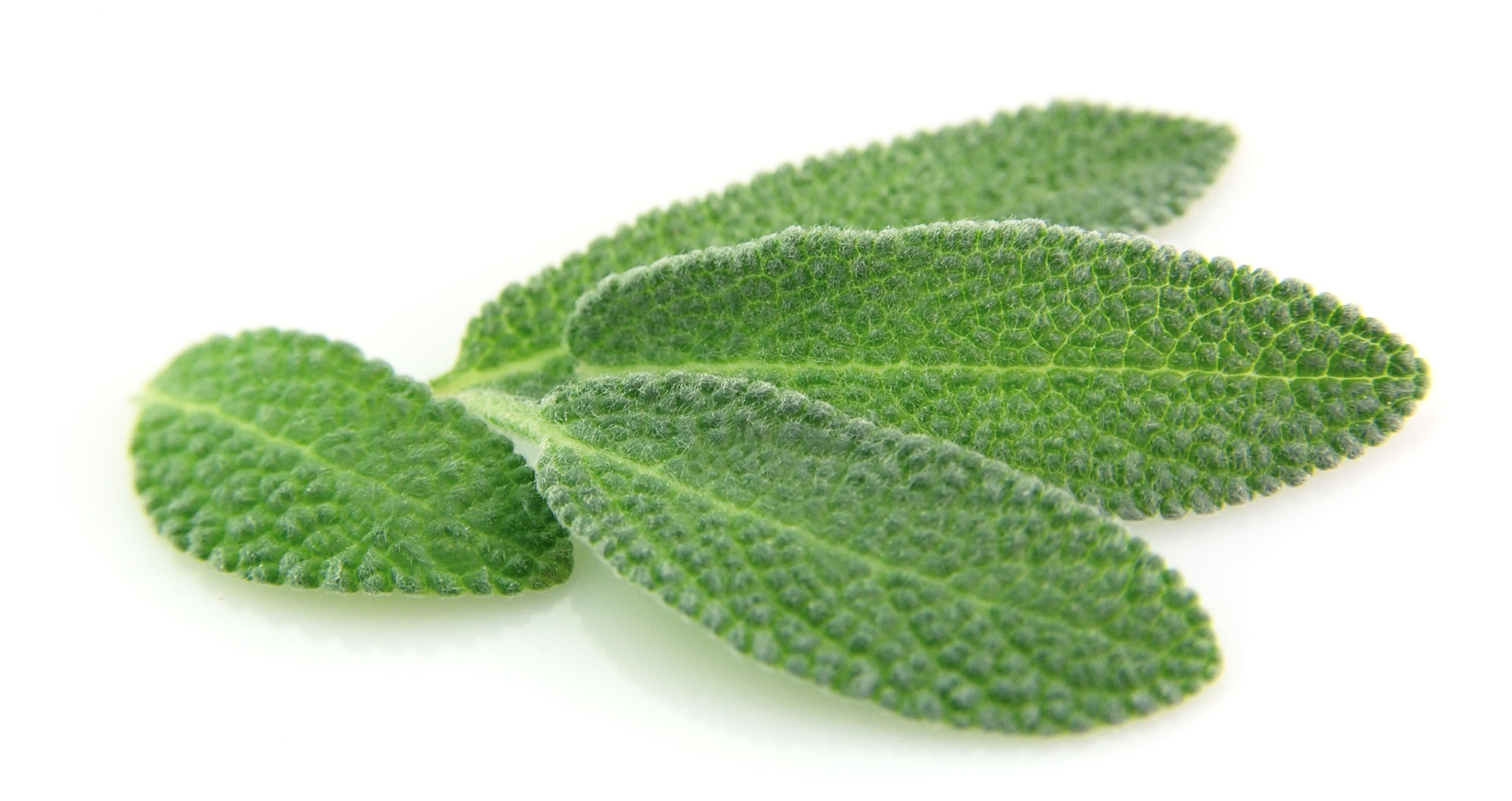 Health benefits and medicinal value of Sage Home Remedies