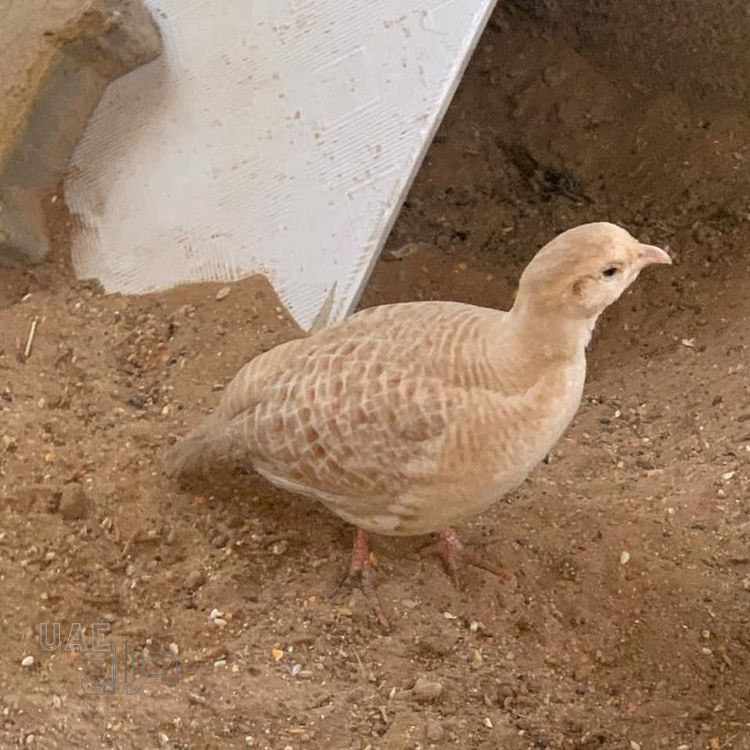 صفرده . Ø­Ø±Ø§Ø¬ Ø§ÙØ§ÙØ§Ø±Ø§Øª