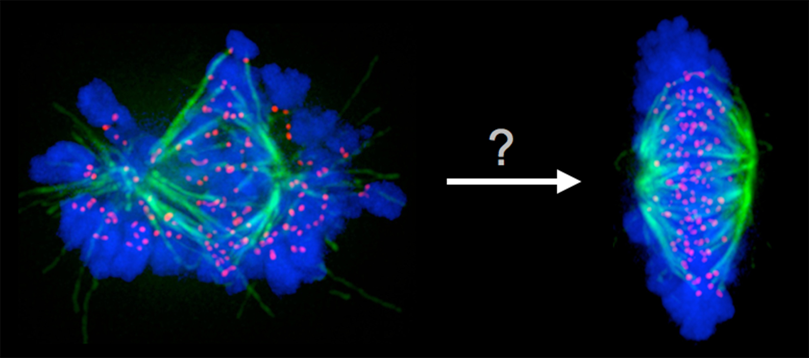 Are you planning to work for your entire life? Kops Group Hubrecht Institute