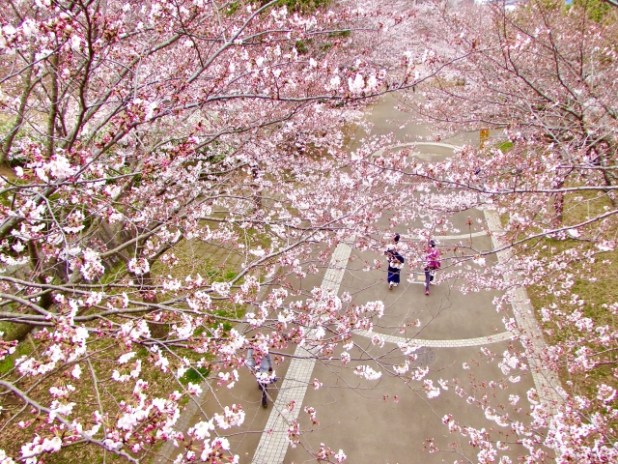 桜 花だより 桜 花だより
