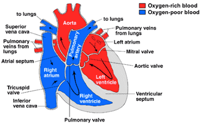 We first have the right side of the heart shown in blue below. Heart Arrhythmias: An Exercise Professionalâs Primer