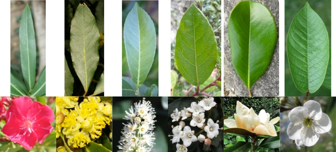 Flowering plants are normally divided into roots, stems, leaves, flowers, and fruit. Plant Identification 2013 Imageclef Lifeclef Multimedia Retrieval In Clef