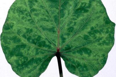 Sep 16, 2021 · the most commonly purchased organic foods are fruits, vegetables, grains, dairy products and meat. Mild mottle virus | Infonet Biovision Home.