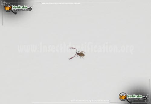 Moths are not blind but if they fly into a light they will have trouble leaving it as they have been slightly blinded by it and become disorientated. Pseudoscorpion