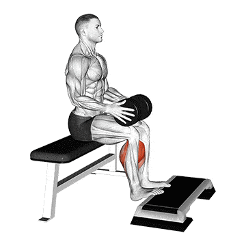 pics Seated Calf Raise Muscles Worked inspire usa foundation