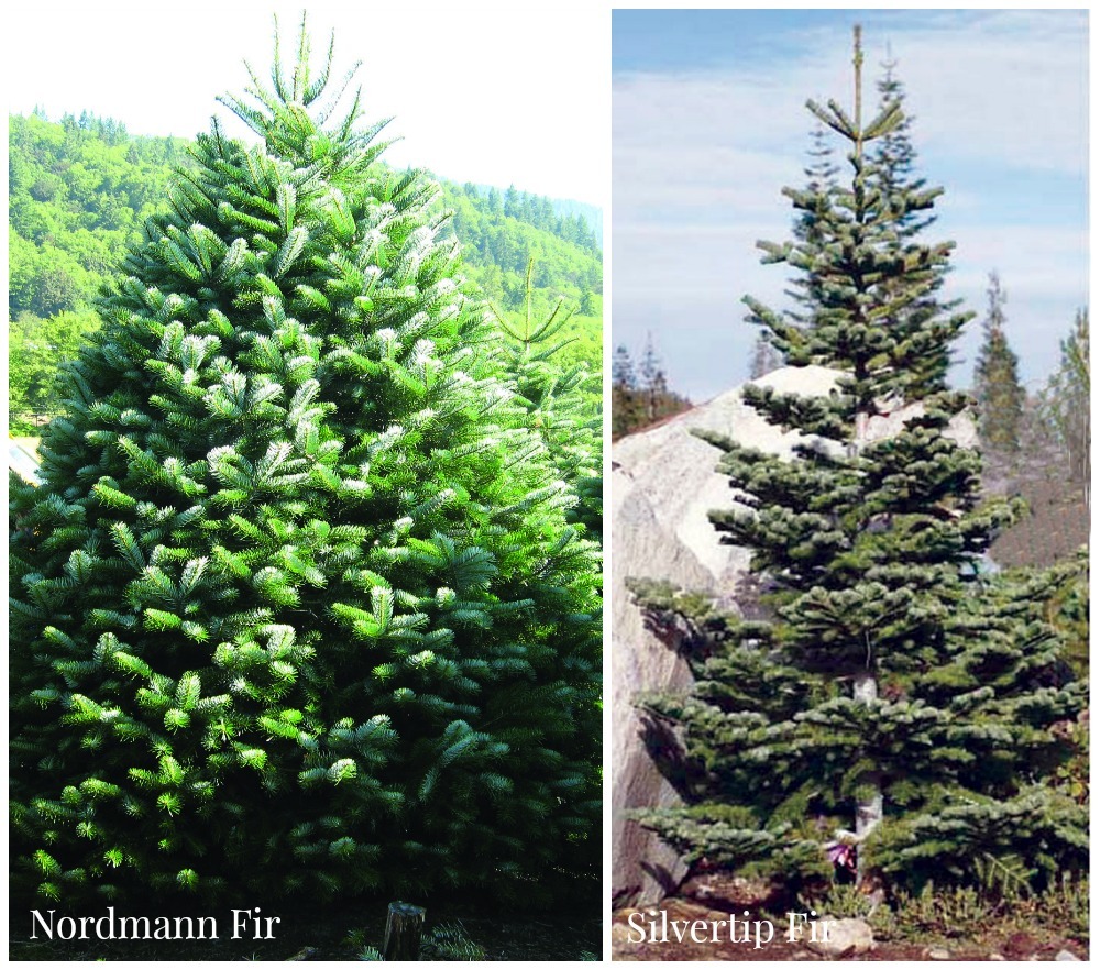 Its pyramid shape and dense evergreen foliage make douglas fir a favored christmas tree, both indoors and outside. How To Choose Maintain A Fresh Christmas Tree Install It Direct