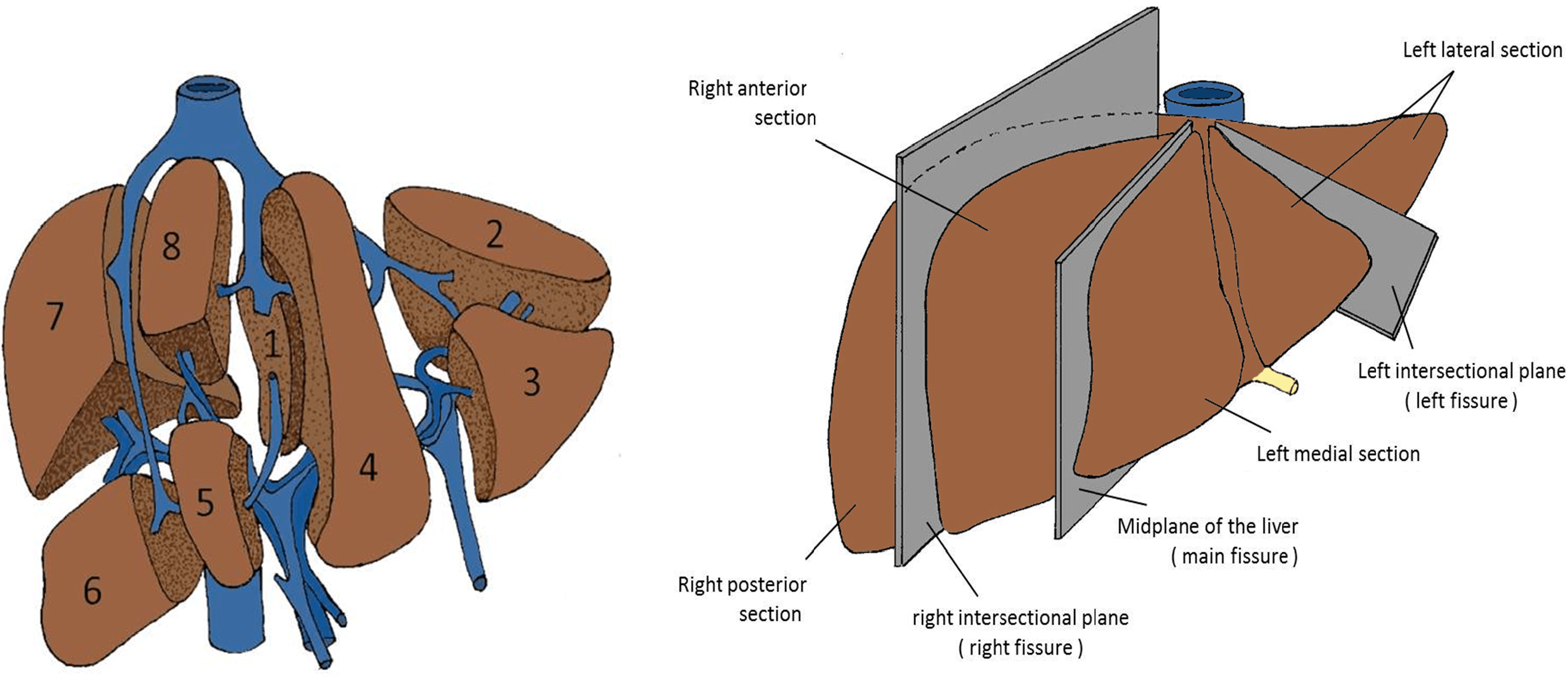 The upper surface of the liver is percussed at the level of the fifth intercostal space. Segmental Oriented Liver Surgery Intechopen