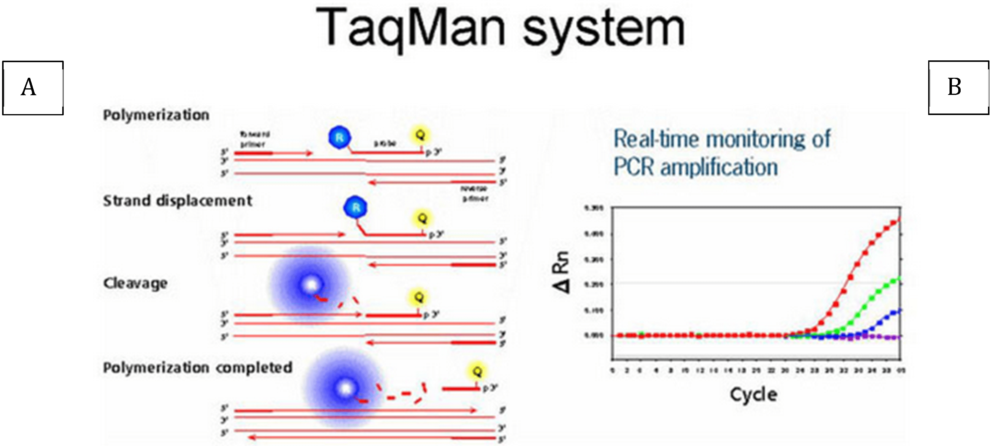 Infections center ©2022 webmd, inc. Nucleic Acids The Use Of Nucleic Acid Testing In Molecular Diagnostics Intechopen