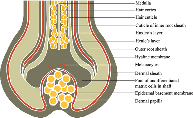 Using shampoo is easy, but finding the one you love that. Anatomy And Physiology Of Hair Intechopen