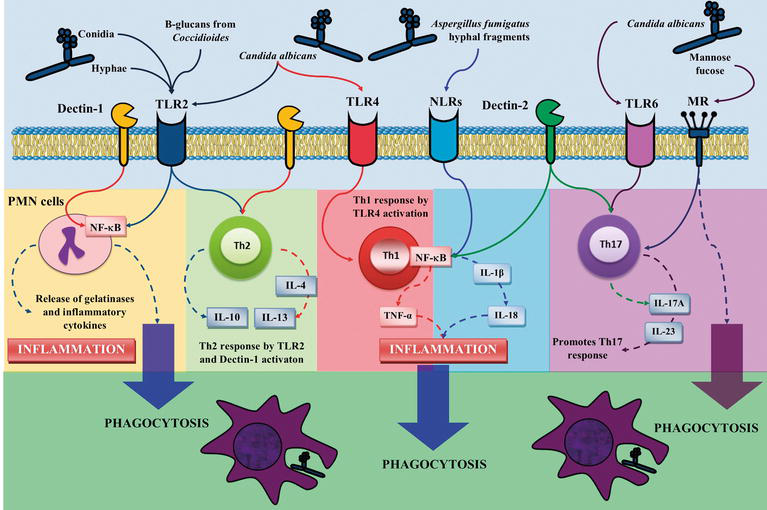 wallpapers Innate And Adaptive Immunity Flow Chart intechopen