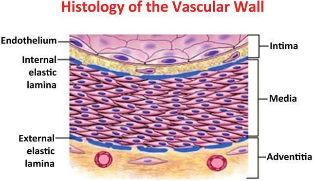 Examine the outermost part of the pink acidophilic region and identify two layers of smooth muscle: The Role Of Vascular Smooth Muscle Cells In The Physiology And Pathophysiology Of Blood Vessels Intechopen
