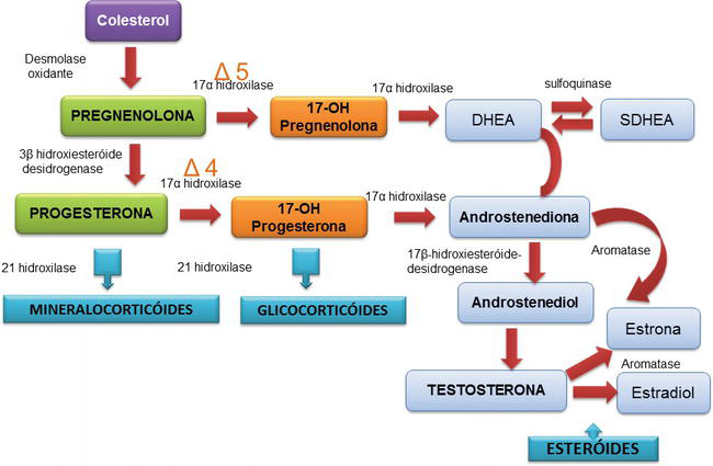 wallpapers Dhea Hormone Pathway intechopen