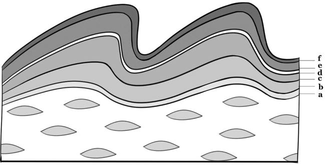 List the four ways in which the skin serves as a protective layer for our body. Reptilian Skin And Its Special Histological Structures Intechopen