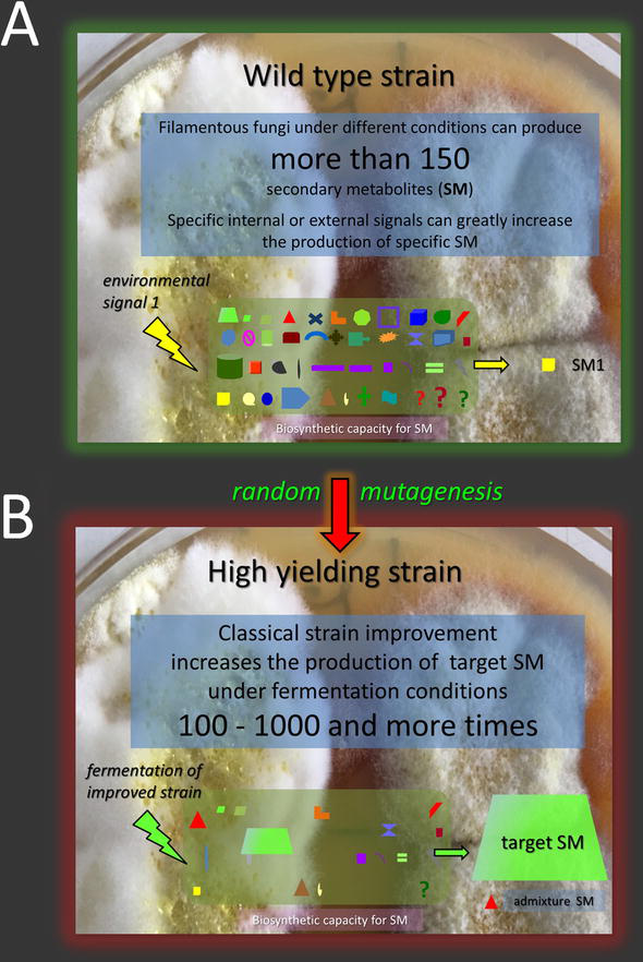 Fungal biology and biotechnology is a journal published by biomed central ltd. Random Mutagenesis Of Filamentous Fungi Strains For High Yield Production Of Secondary Metabolites The Role Of Polyamines Intechopen