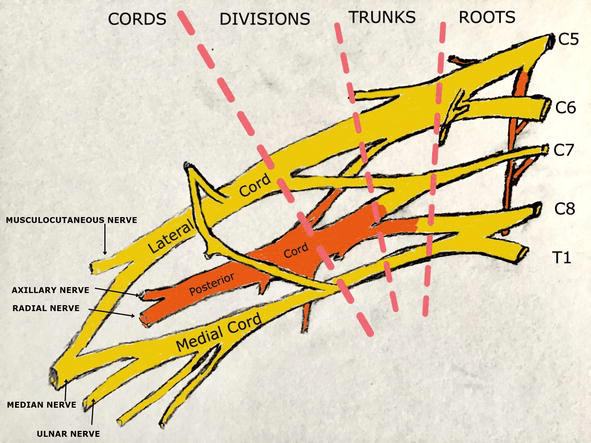 It arises from the lateral and medial cords of the brachial plexus, originating in the . Upper Extremity Entrapment Neuropathy Intechopen