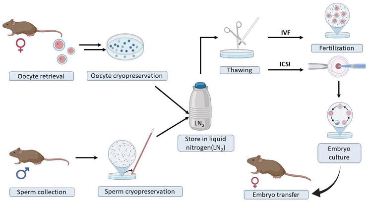 Cryopreservation is based on the ability of certain small molecules to enter cells and prevent dehydration and formation of intracellular . Cryopreservation Methods And Frontiers In The Art Of Freezing Life In Animal Models Intechopen
