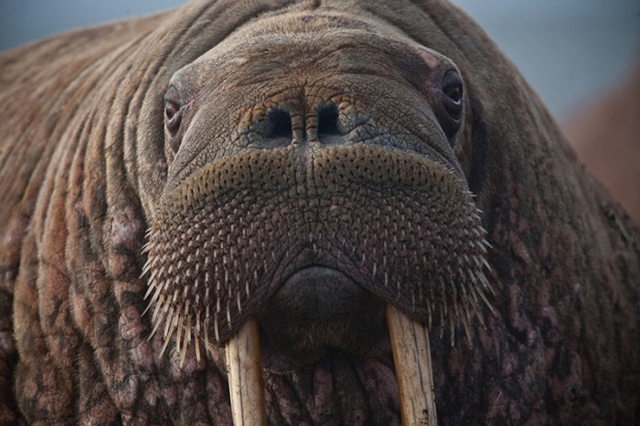 Kostenlose lieferung an den aufstellort sowie kostenlose rückgabe für . Walrus revisited - Interieurjournaal.com