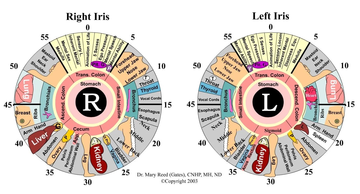what is iridology diagnosis chart iriscope iridology camera