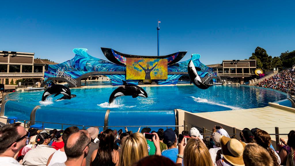 Learn more about our various water park tickets, annual passes, or plan your full orlando vacation. Seaworld San Diego Crowd Calendar Is It Packed Real Time Crowd Tracking Isitpacked Com