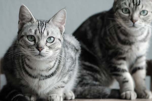  Apakah  Air Kencing Kucing  Termasuk Najis  Islampos