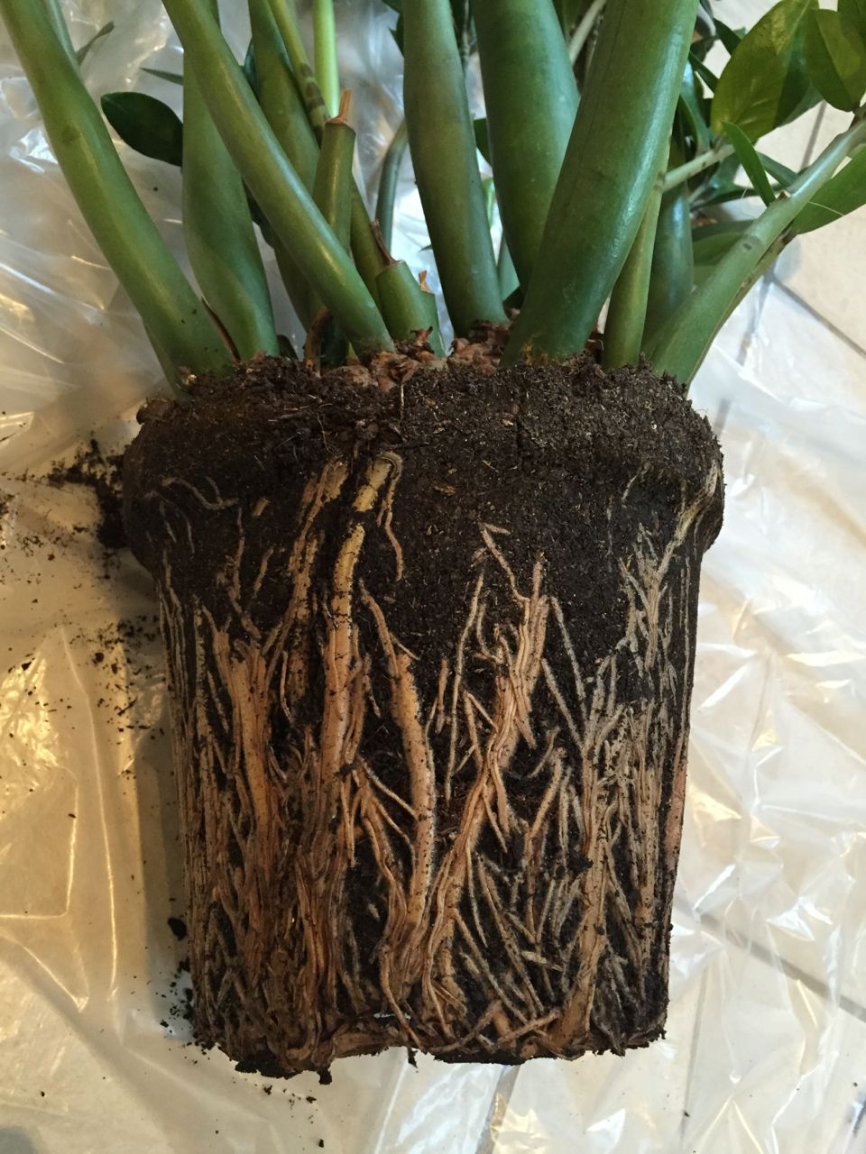 Dividing a Zamioculcas zamiifolia (ZZ plant) Jack