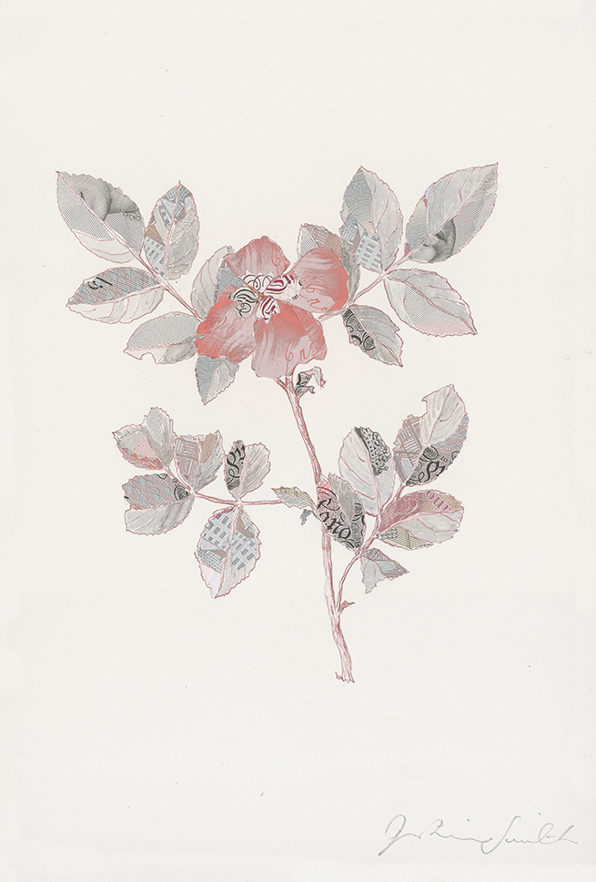 Specimen Rosa Canina II