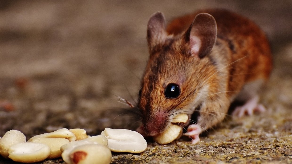 Невробиолозите от Южна Корея демонстрираха дистанционно управление на лабораторни мишки