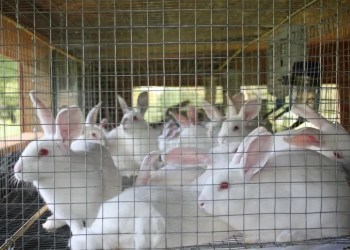 Rabbit Rearing in Kenya