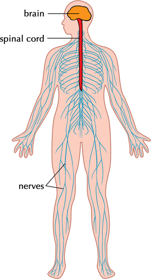 Understanding how the nervous system works provides the foundation for understanding physiology. Nervous System Key Stage Wiki