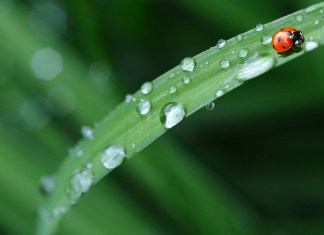 Czy w Biedronce są Funko Pop?