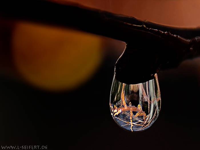 Wassertropfen Wasser Ist Leben Kleine Wassertropfen Sind Ein Wunder Der Natur Bilder Und Fotos