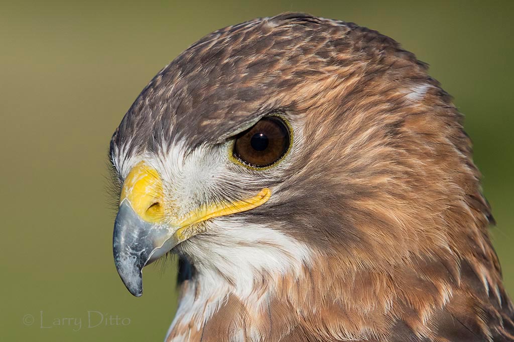 Similar properties · currently viewing. 15 | July | 2015 | Larry Ditto Nature Photography