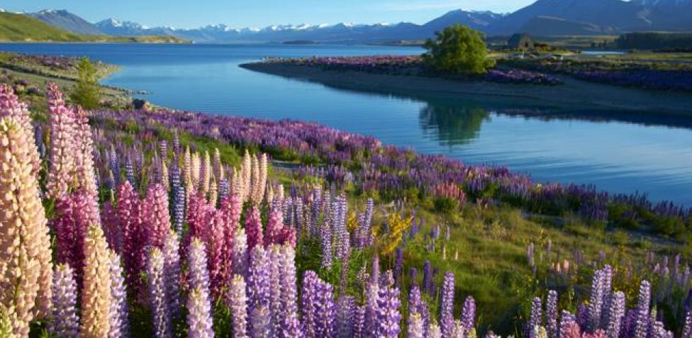 Puede ser una imagen de jacarandá, árbol y naturaleza · 89 me gusta · paisajes hermosos. Los 50 Lugares Mas Bonitos De Todo El Planeta 1