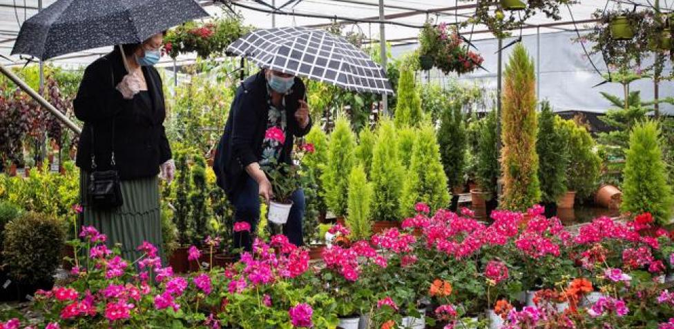Asegúrate de que el rosal que plantes ya tiene al menos una flor rosa. Felicidad Por Que Cuidar Del Jardin O De Unas Plantas Elevara Tu Nivel De Bienestar