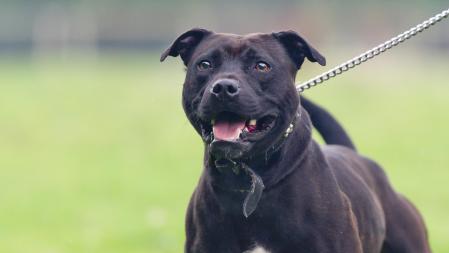 El pitbull por ejemplo, está considerada como raza peligrosa en casi todas las comunidades autónomas. Las Razas De Perros Que Dejaran De Ser Peligrosas En Espana