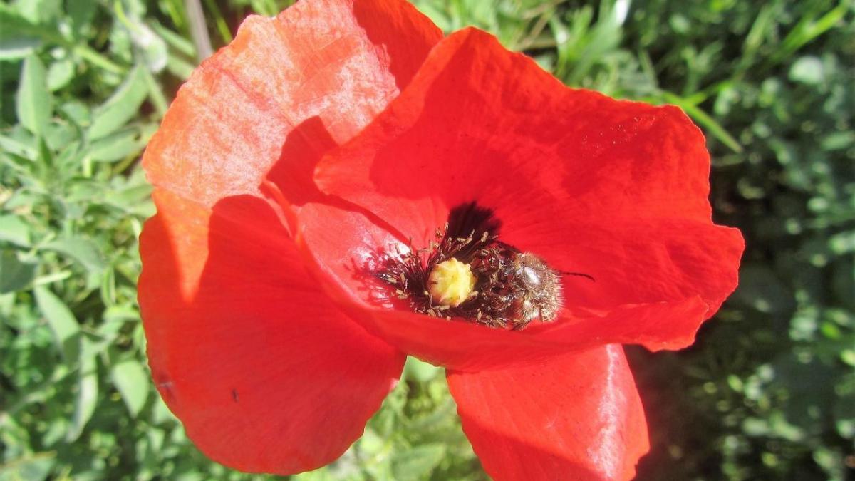 ¿quieres dar color a tu jardín o patio con algunas flores? Flores De Primavera Fotos Y Nombres
