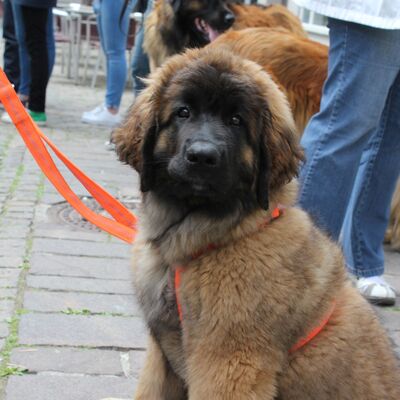 Die meisten hunde werden mit etwa 6 monaten geschlechtsreif wenn . Leonberger Hund / Stadt Leonberg