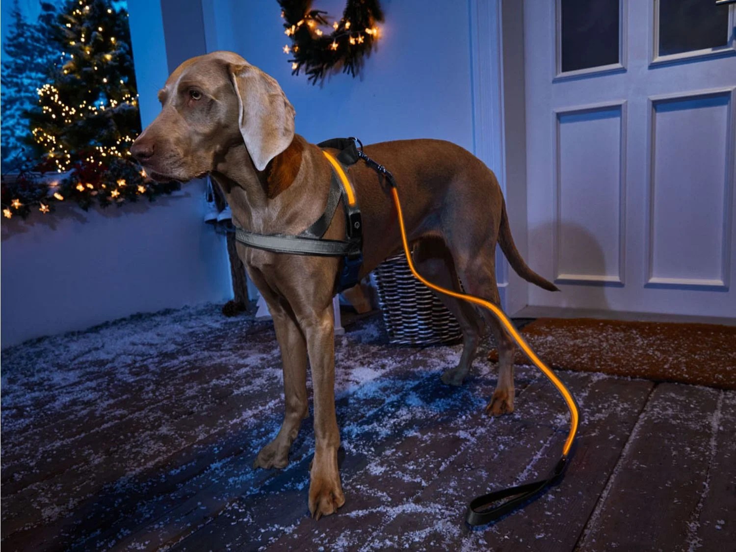 ZOOFARI® Harnais pour chiens - Lidl-Shop.be